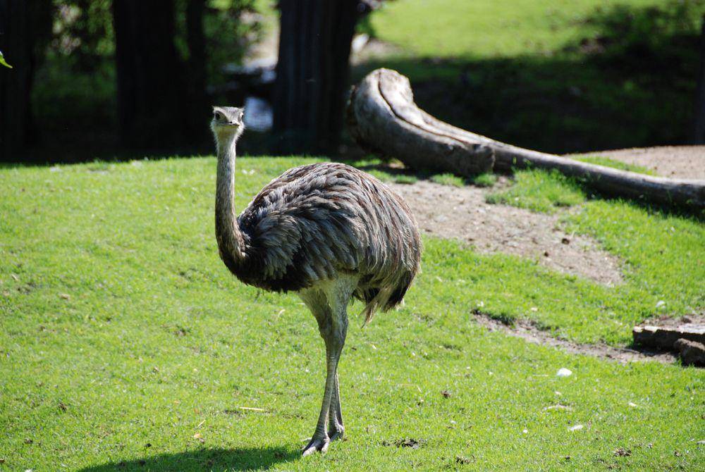 Emu (pixabay.com/Erwin)