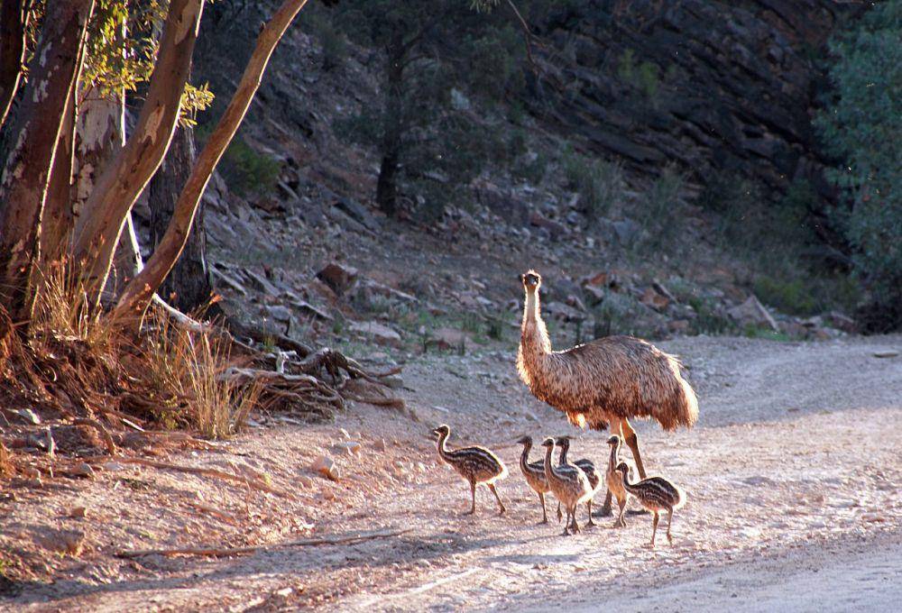 Emu (pixabay.com/ejakob)