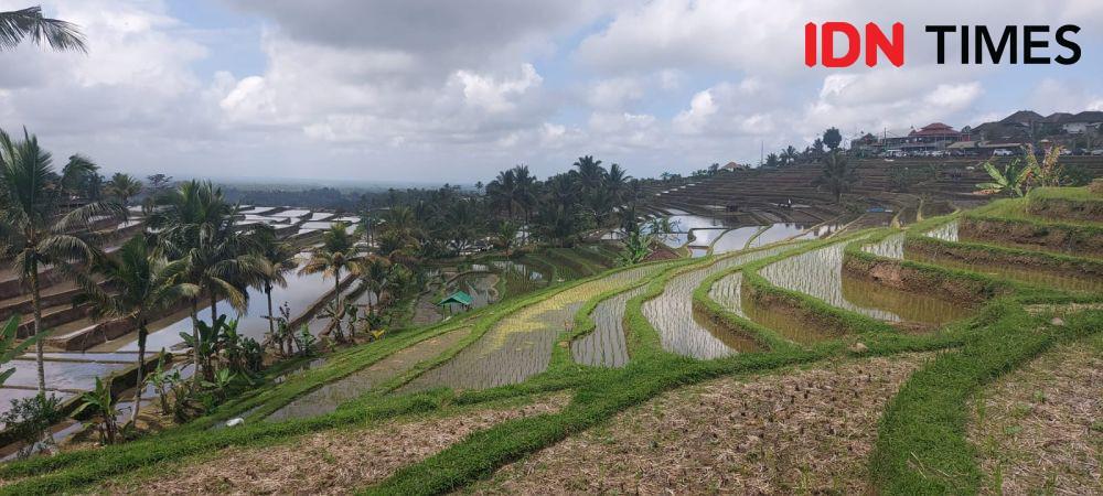 Sawah di Tabanan (IDNTimes/Wira Sanjiwani)