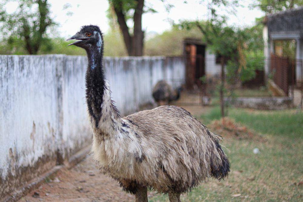 Emu (pexels.com/Amn Faishal)