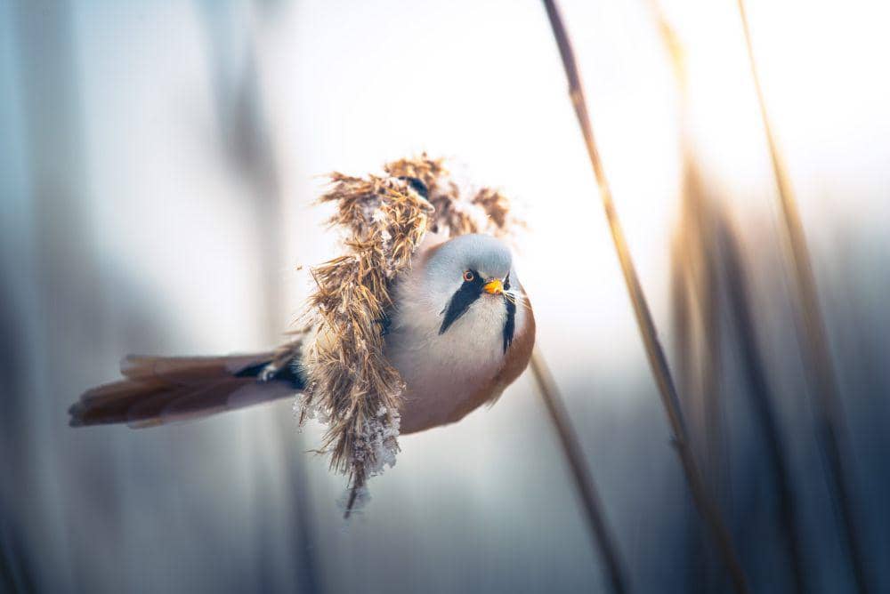7 Fakta Bearded Reedling, Penghuni Alang-alang yang Menggemaskan