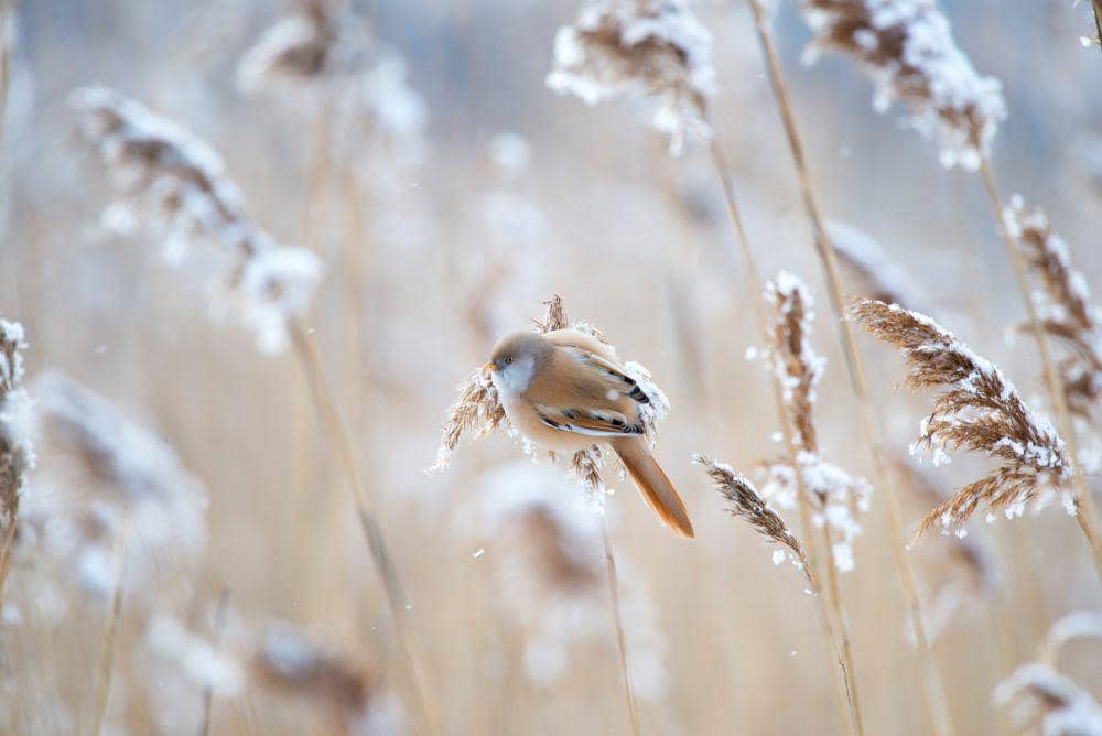 Bearded reedling (pexels.com/Daniil Komov)