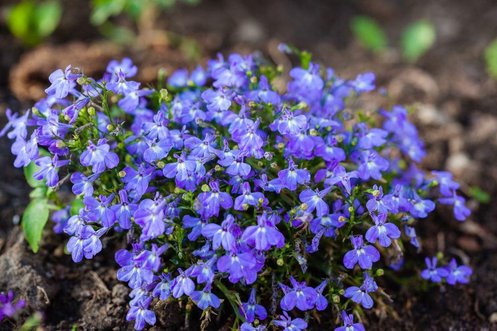 10 Fakta Menarik Bunga Lobelia, Punya Manfaat untuk Pengobatan