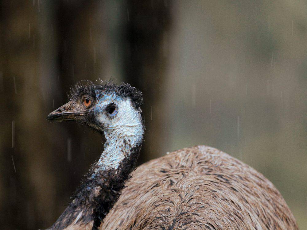 Emu (pexels.com/Mehmet Turgut Kirkgoz)