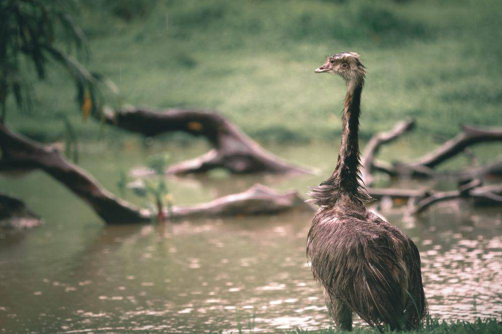 Emu (pexels.com/Mehmet Turgut Kirkgoz)