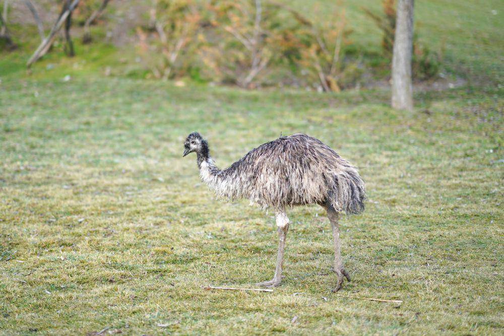 Emu (pexels.com/Ozgur Camurlu)