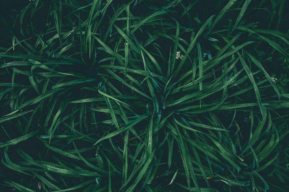 ilustrasi rumput (pexels.com/Peter Fazekas)