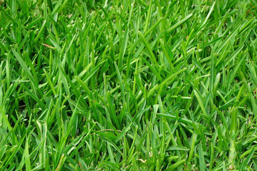 10 Fakta Menarik Rumput, Sangat Bermanfaat bagi Kehidupan Dunia