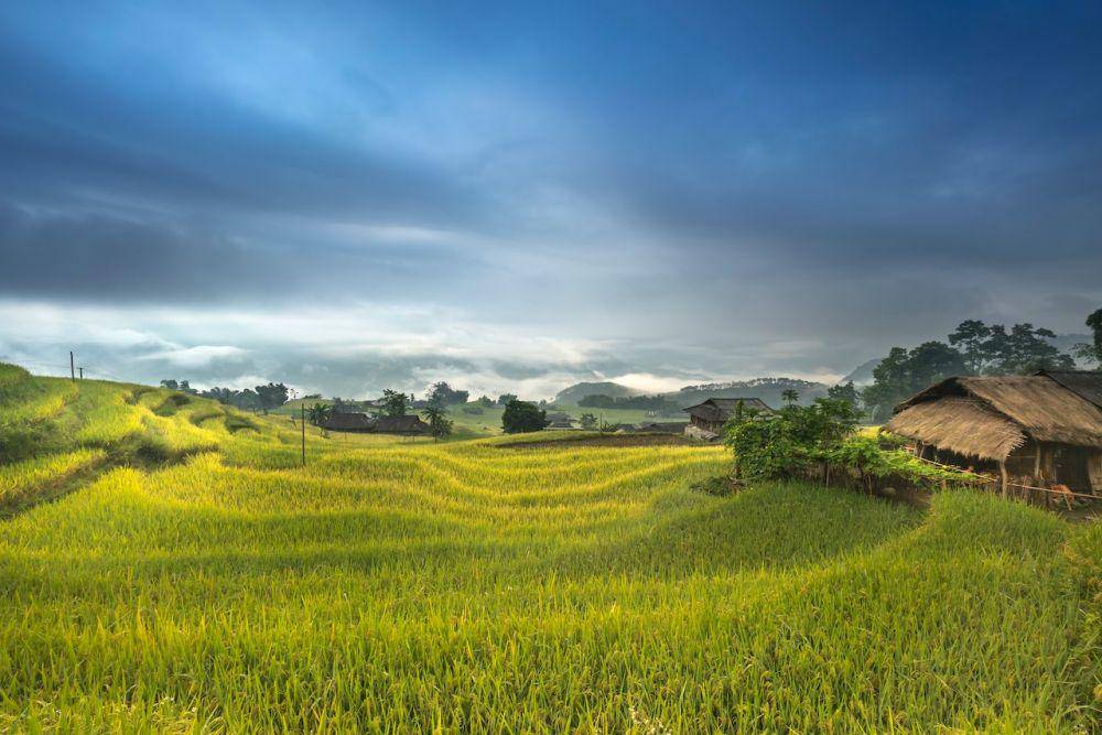 ilustrasi padang rumput (pexels.com/Quang Nguyen Vinh)