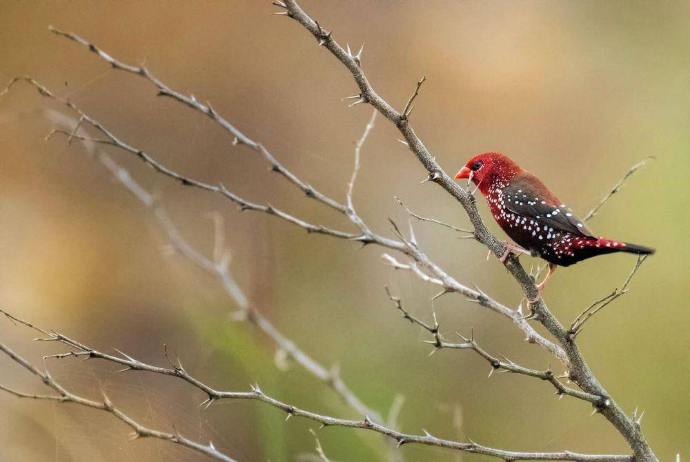 burung red avadavat (pexels.com/Rajukhan Pathan)