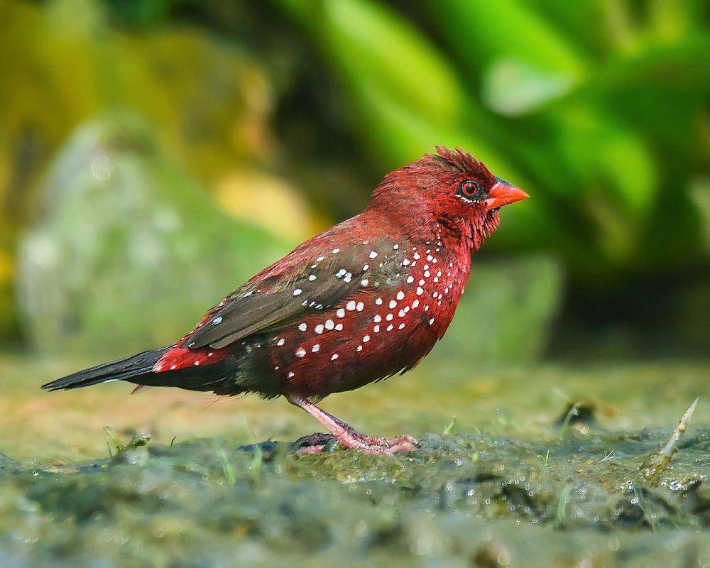burung red avadavat (commons.wikimedia.org/Sifat Sharker)