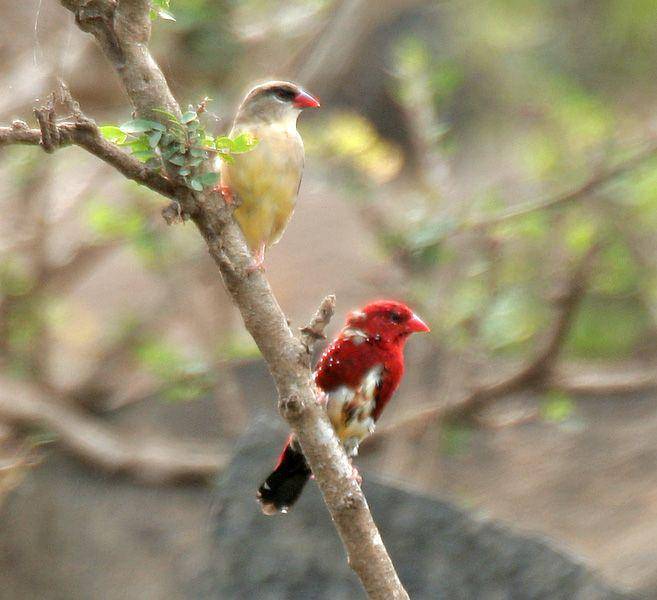 burung red avadavat (commons.wikimedia.org/JMGarg)