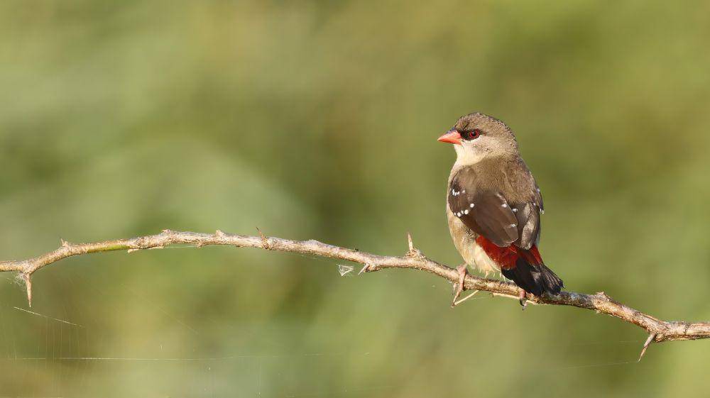 burung red avadavat (pixabay.com/Anirudh Singh)