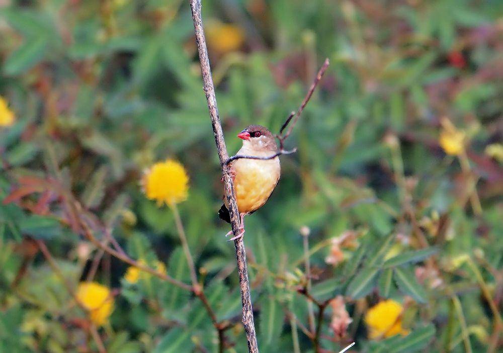 burung red avadavat (pixabay.com/Vinson Tan)