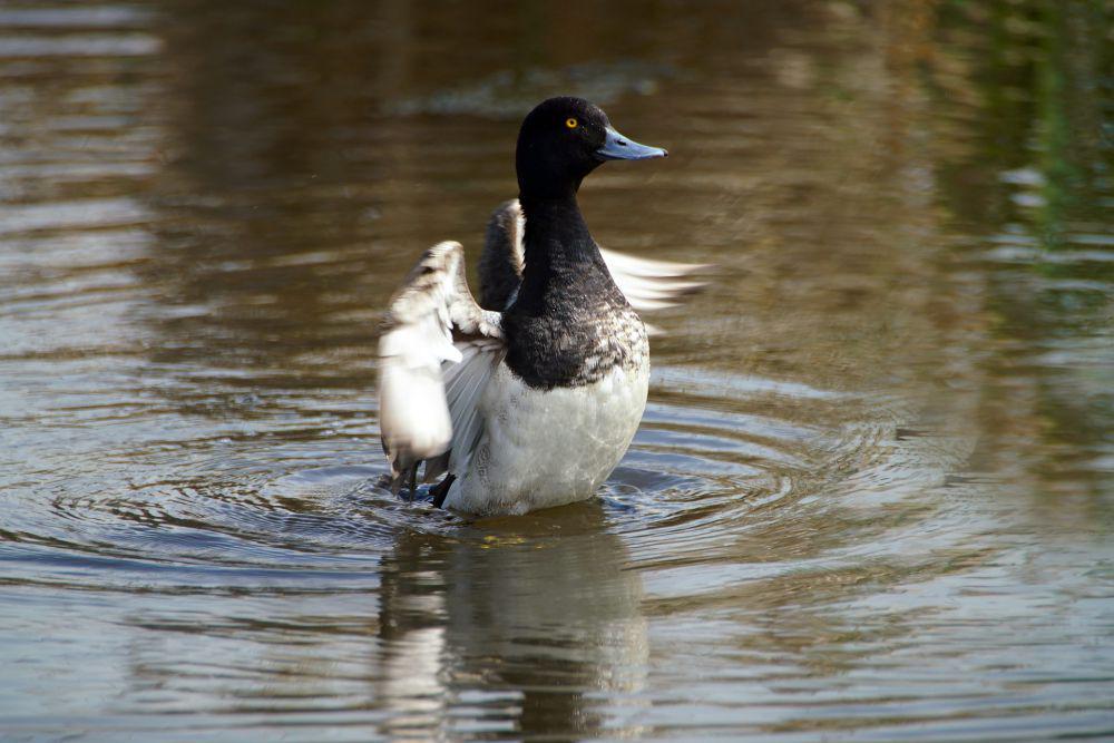 9 Fakta Unik Lesser Scaup, Bebek Penyelam dari Amerika Utara