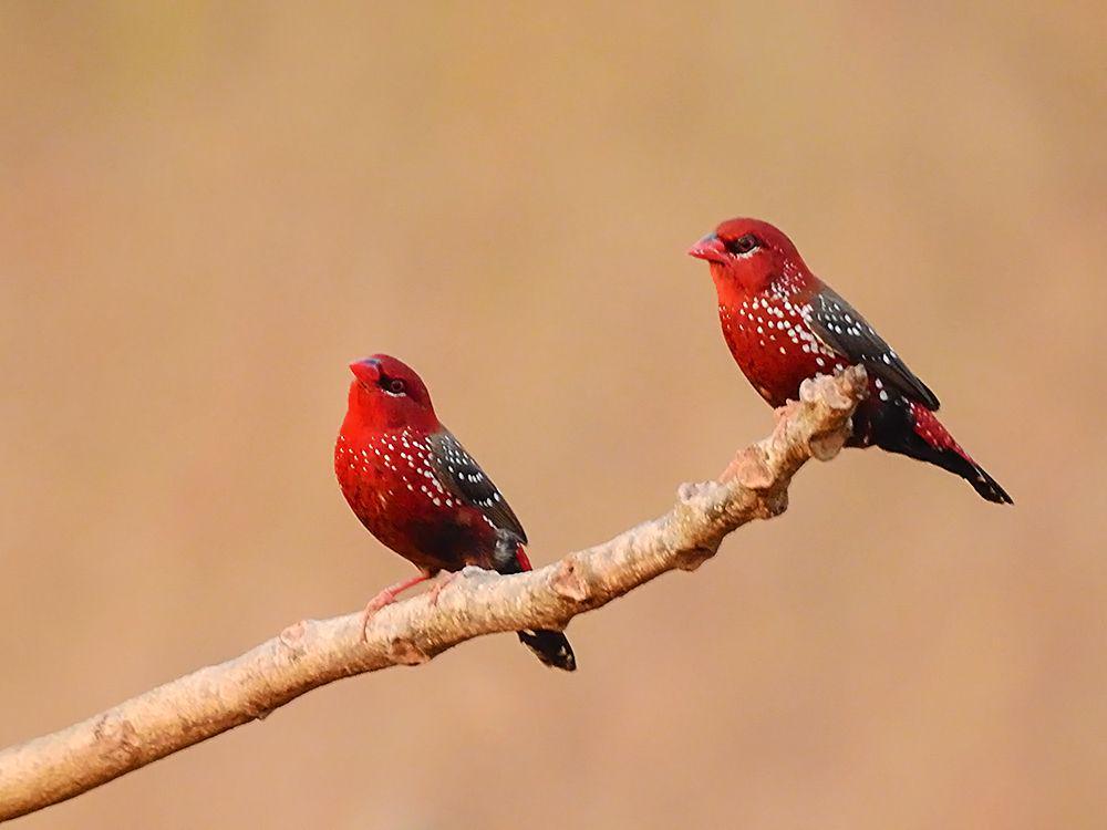 9 Fakta Unik Red Avadavat, Burung dengan Corak Mirip Stroberi