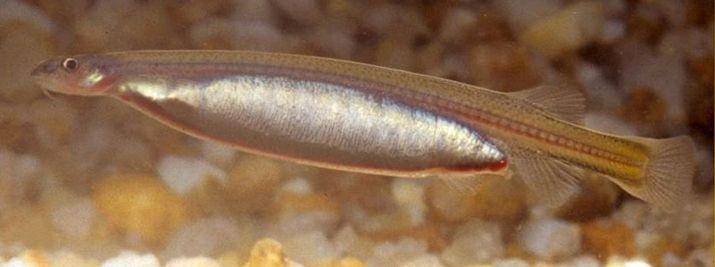 ilustrasi ikan candiru (Wikimedia Commons/Ivan Sazima & Jansen Zuanon)
