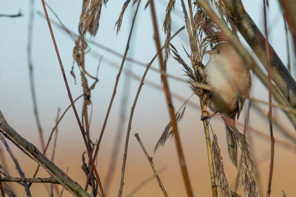 Bearded reedling (unsplash.com/Vincent van Zalinge)