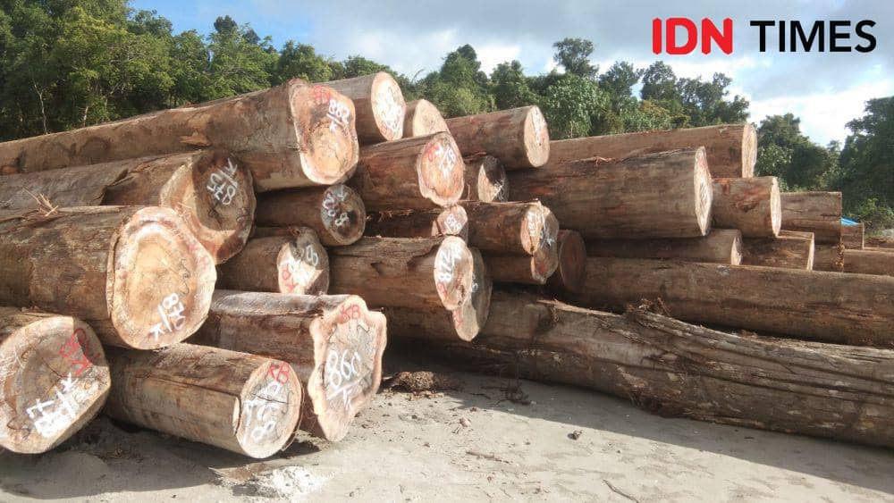Babak Baru Kasus Penahanan Ribuan Kubik Kayu di Mentawai