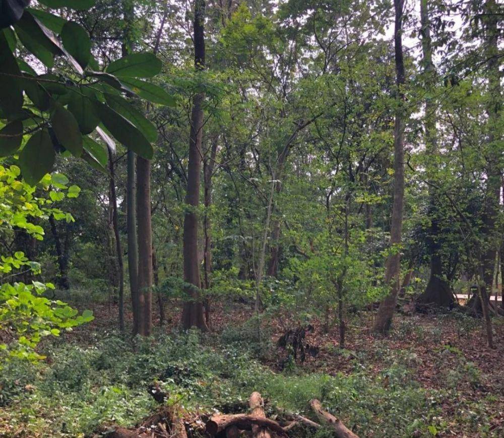 Hutan Kota Srengseng (instagram.com/temantaman.jkt)