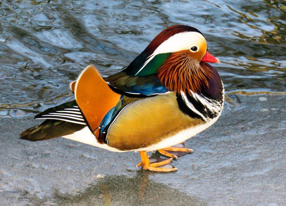 Bebek mandarin (pixabay.com/G.C)