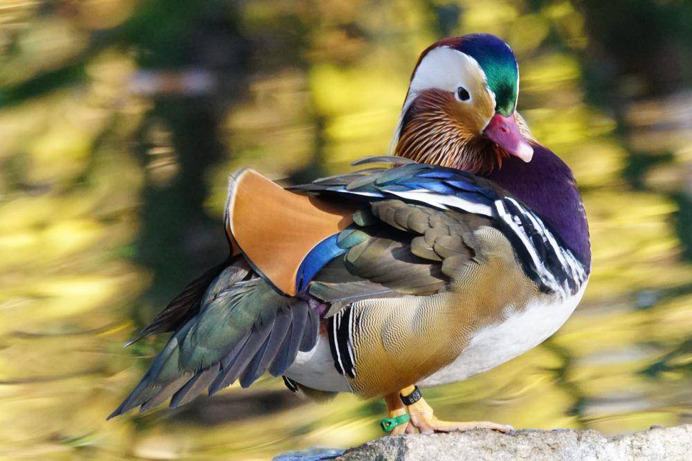 Bebek mandarin (pixabay.com/Marcelo Langthim)
