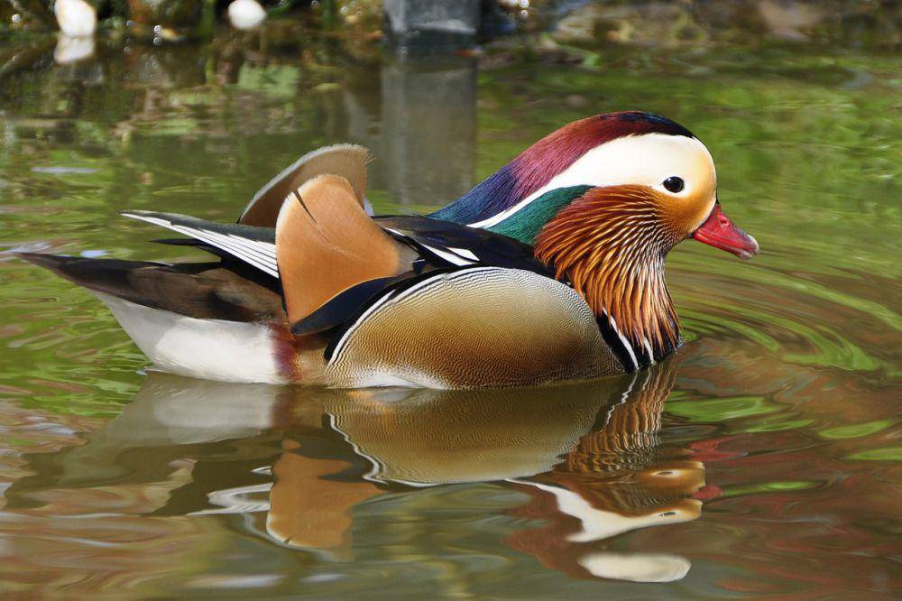 Bebek mandarin (pixabay.com/Katja)