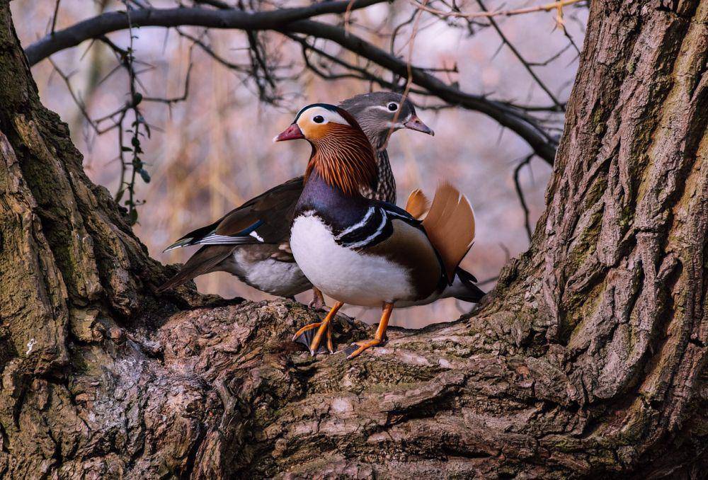 Bebek mandarin (pixabay.com/wal_172619)