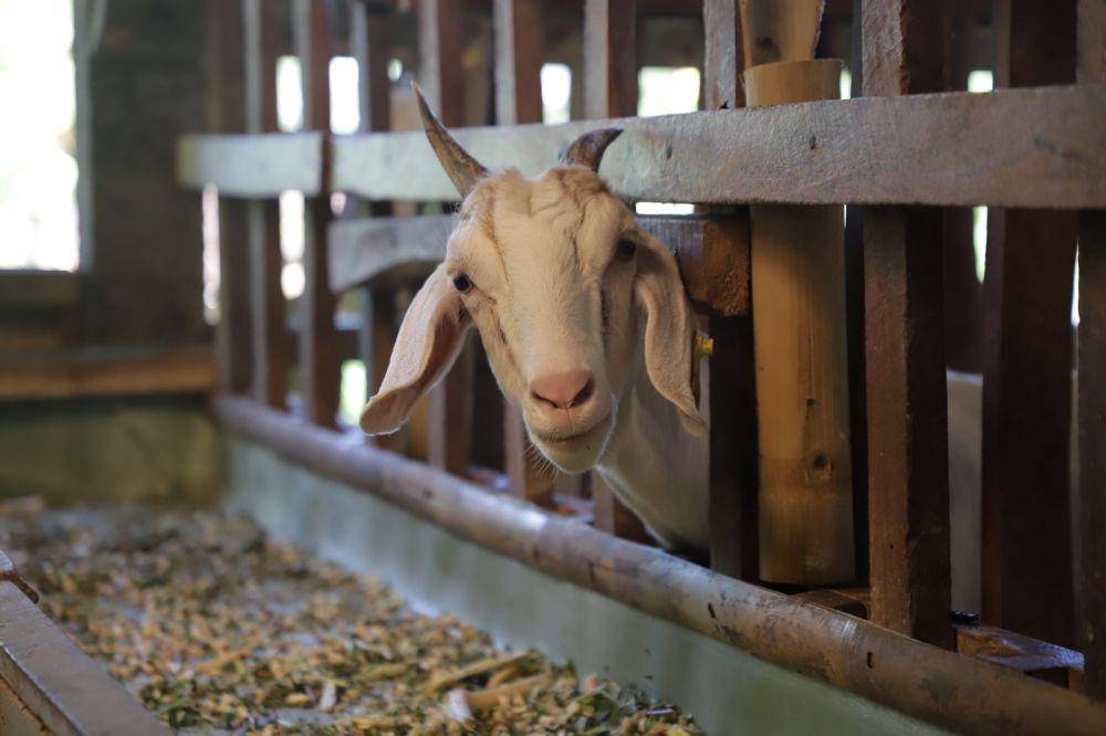 Peresmian Desa Close Loop Peternakan Kambing Perah Desa Girikerto, Turi, pada Sabtu (21/7/2023). (Dok. Istimewa)