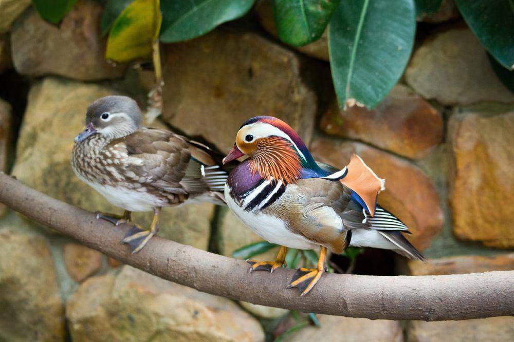 Bebek mandarin jantan dan betina (pixabay.com/Ron Porter)