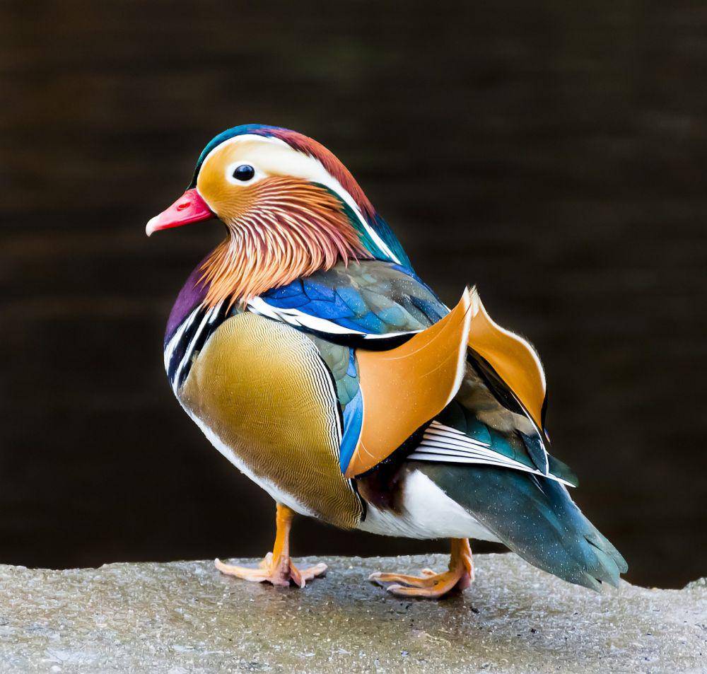 Bebek mandarin jantan (pixabay.com/darrenquigley32)