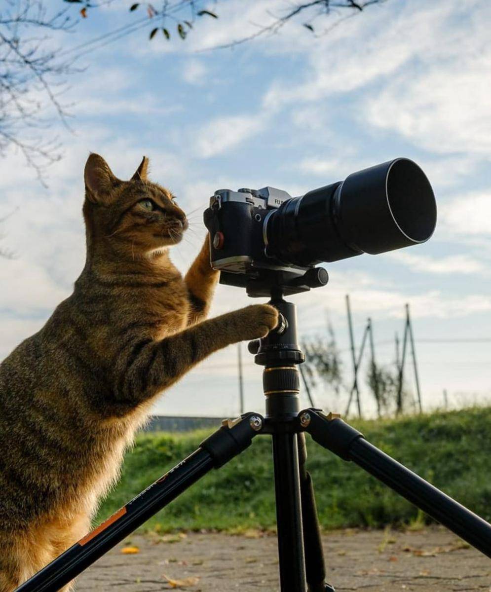 potret kucing kerja jadi fotografer (reddit.com/user/FuriouslyChonky)