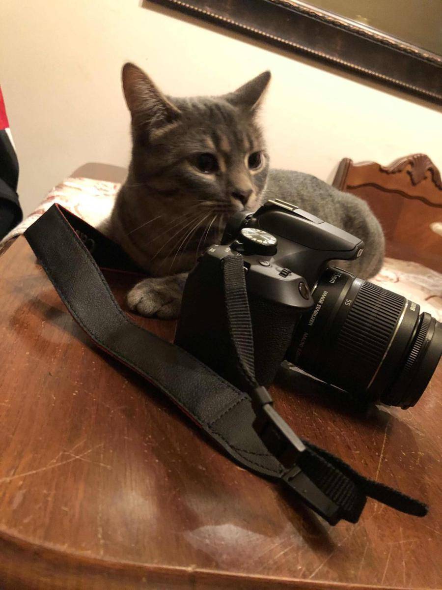potret kucing kerja jadi fotografer (reddit.com/r/Catswithjobs)