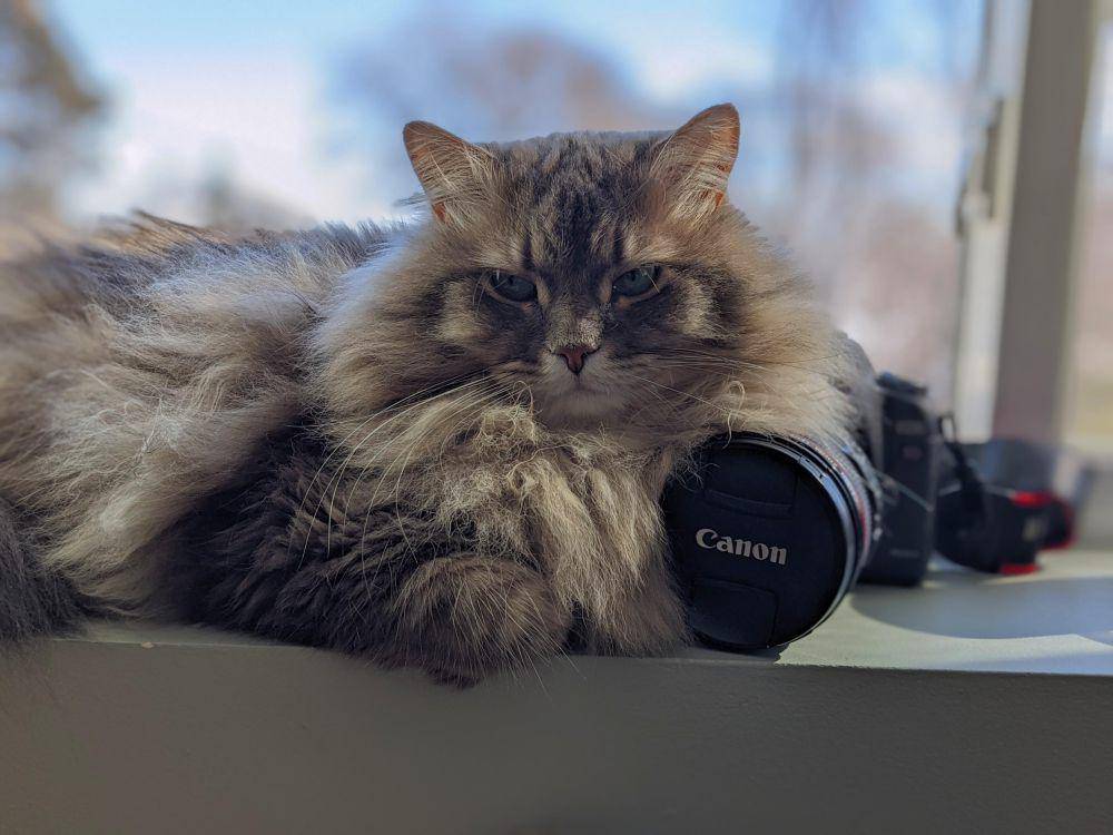 potret kucing kerja jadi fotografer (reddit.com/user/LargestCat)