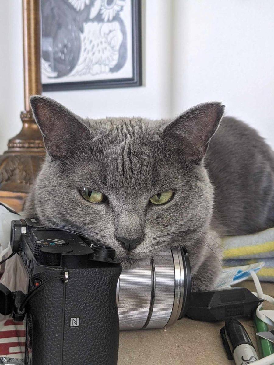 potret kucing kerja jadi fotografer (reddit.com/user/smol-buggie)