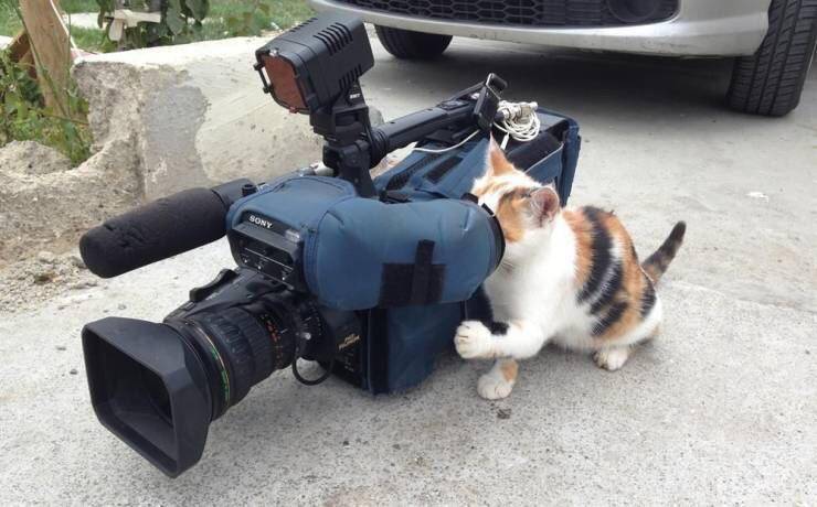 potret kucing kerja jadi fotografer (reddit.com/user/crisagawa)