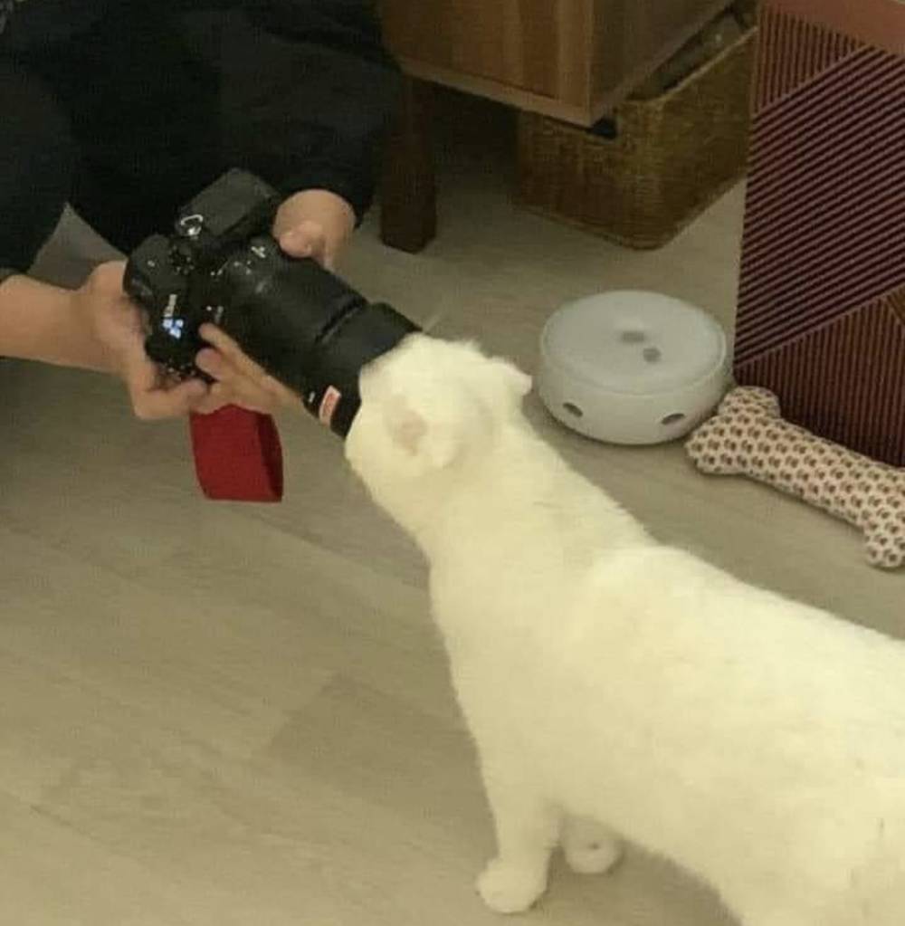 potret kucing kerja jadi fotografer (reddit.com/user/ShapeShiftingCats)