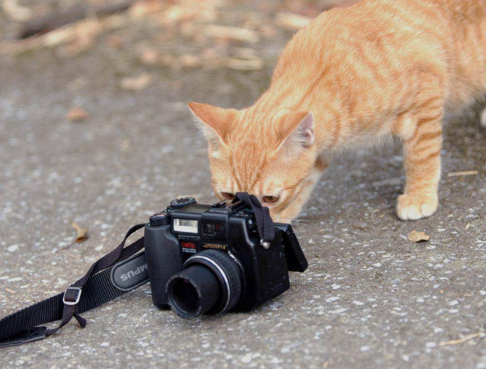 potret kucing kerja jadi fotografer (reddit.com/user/mcronagall)
