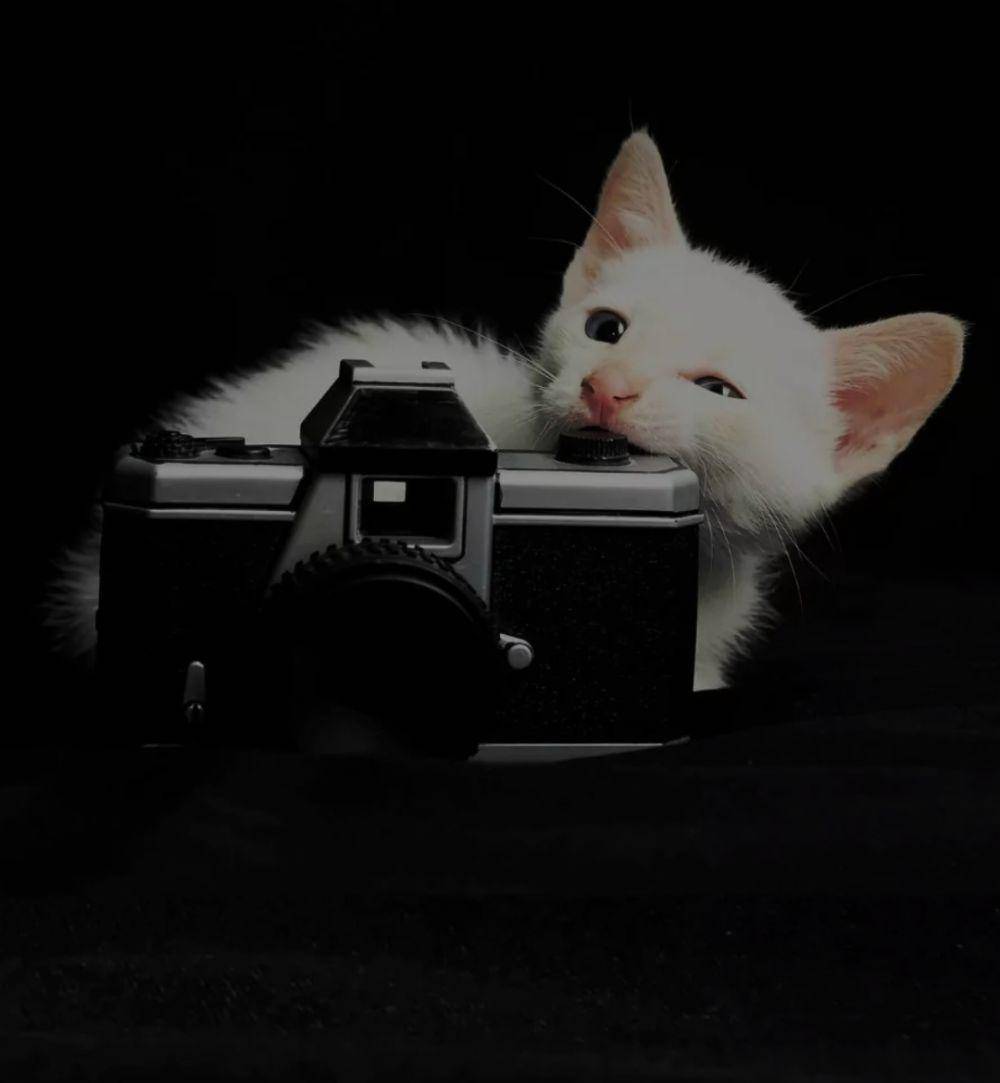 potret kucing kerja jadi fotografer (reddit.com/user/The_Flash_1011)