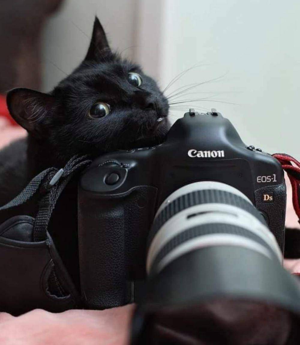 potret kucing kerja jadi fotografer (reddit.com/user/Joachim756)