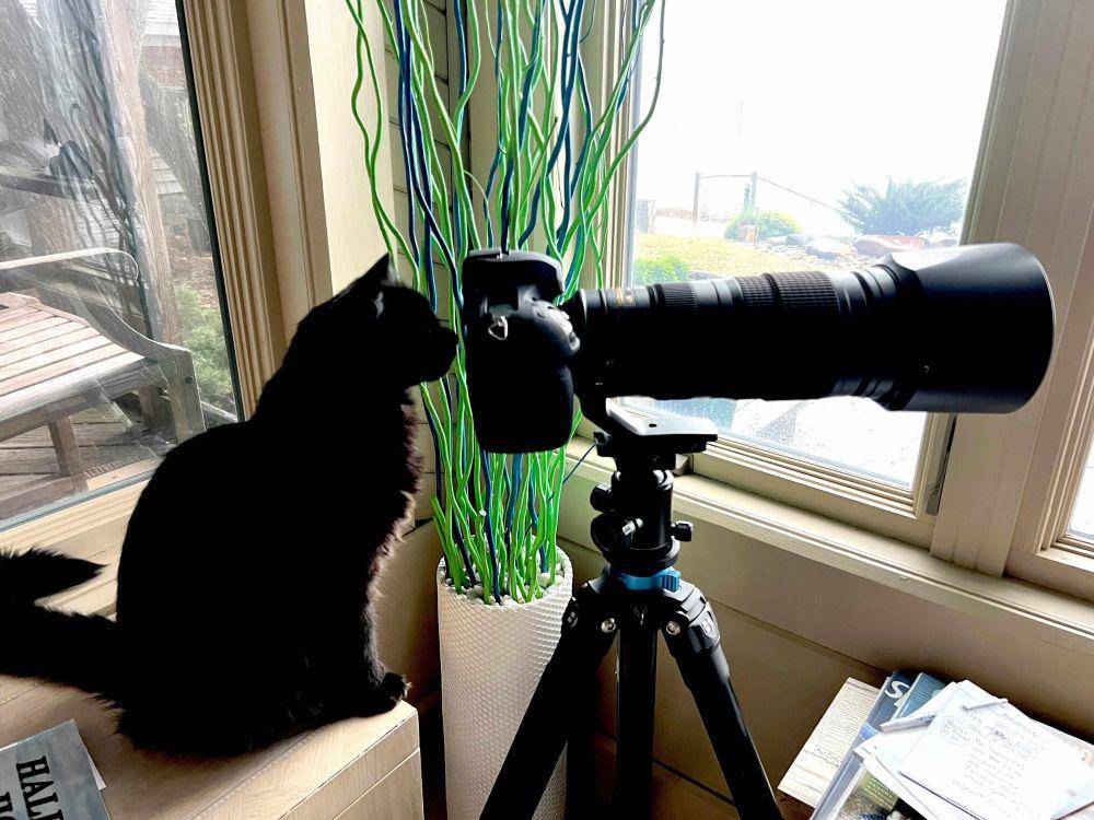 potret kucing kerja jadi fotografer (reddit.com/user/princess_puffpuff)