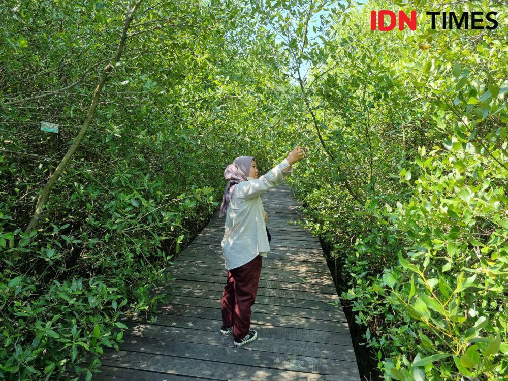 Megawati Akan Resmikan Kebun Raya Mangrove Surabaya
