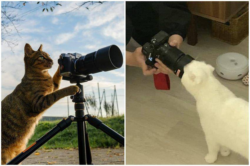kolase potret kucing kerja jadi fotografer (reddit.com/user/FuriouslyChonky | reddit.com/user/ShapeShiftingCats)