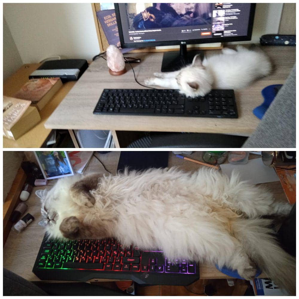 potret lucu kucing cari perhatian pas lagi kerja (reddit.com/Rutyuraptor02)