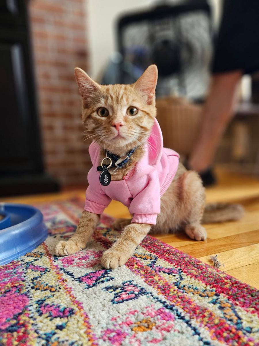 potret kucing pakai aksesori warna pink (reddit.com/user/therainbowtiffy)