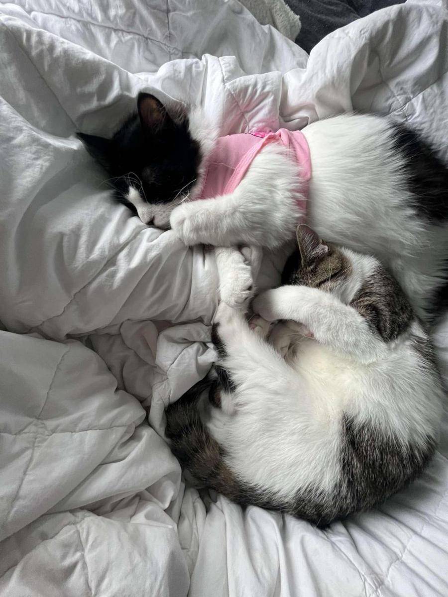 potret kucing pakai aksesori warna pink (reddit.com/user/Fewlass_Melissa)