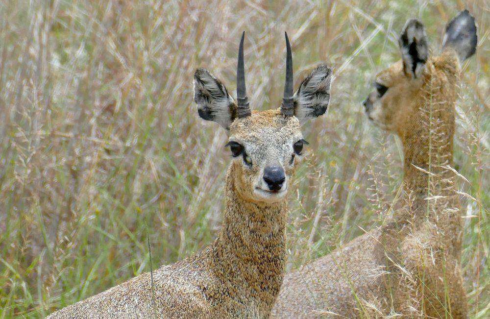 Klipspringer (commons.m.wikimedia.org/Bernard DUPONT)