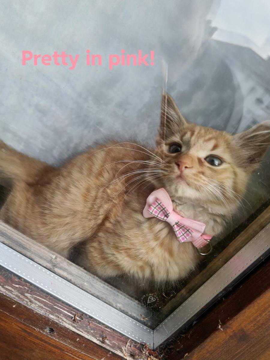 potret kucing pakai aksesori warna pink (reddit.com/user/Sw41ny89)