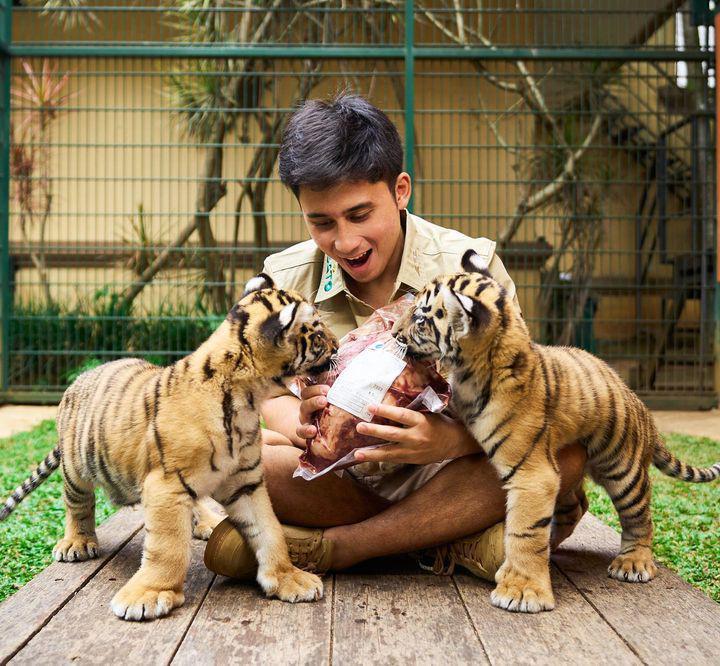 BKSDA Bakal Koordinasi dengan Alshad Ahmad Usai Kematian Bayi Harimau