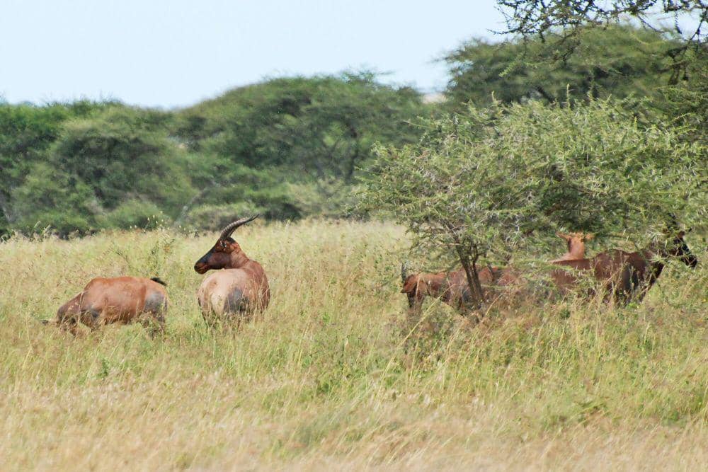 Topi (commons.m.wikimedia.org/Harvey Barrison)